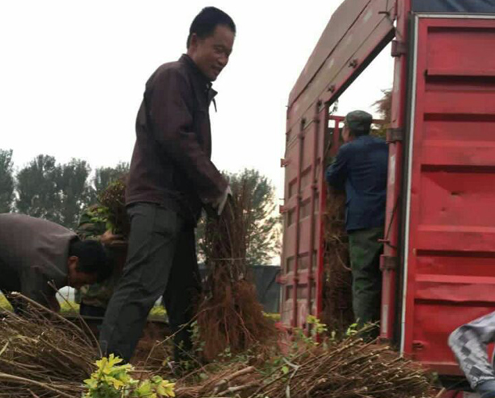 河北定州金葉榆綠籬苗價格看漲